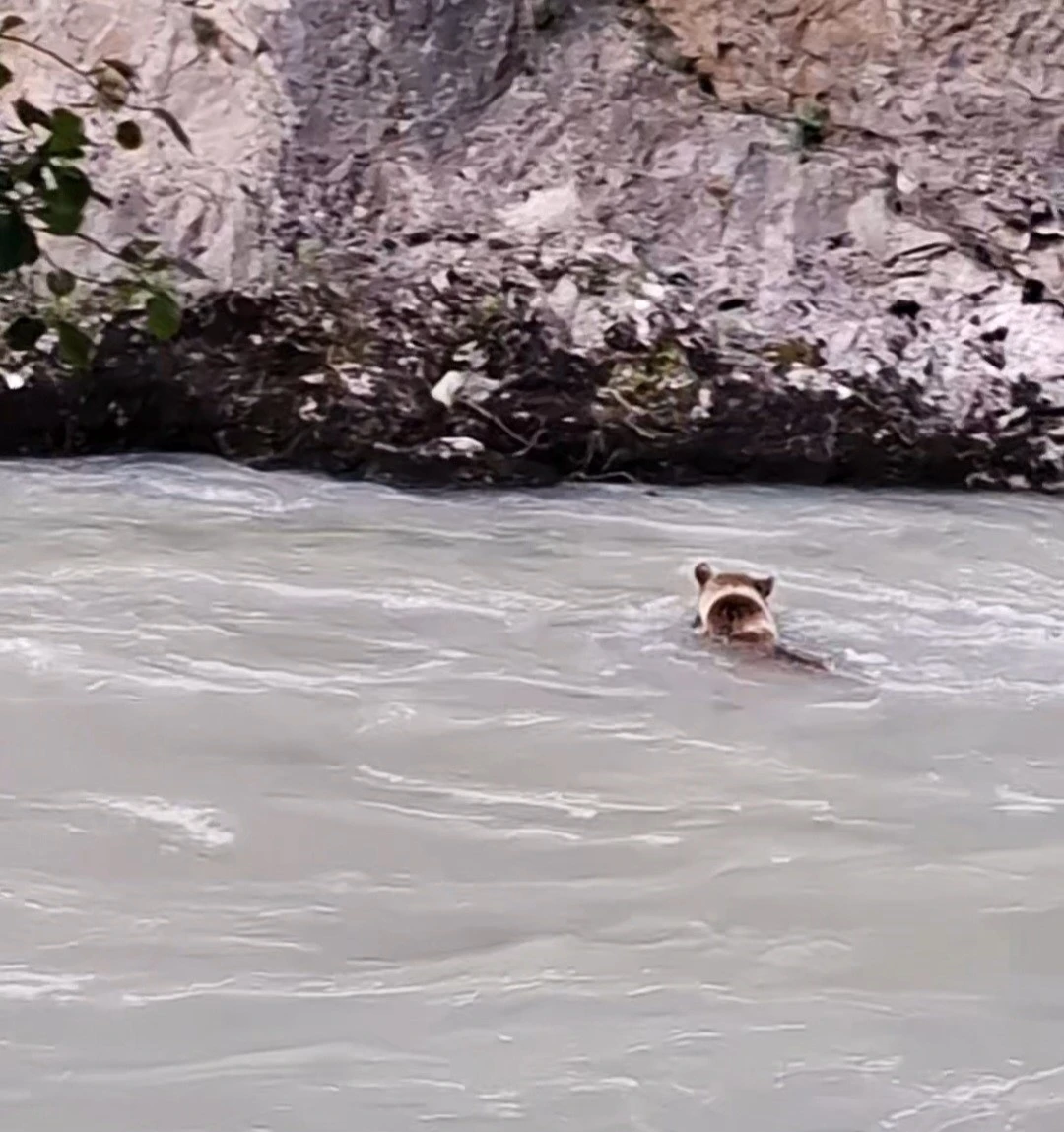Munzur Nehri&rsquo;ni ge&ccedil;meye &ccedil;alışan ayının m&uuml;cadelesi kamerada
