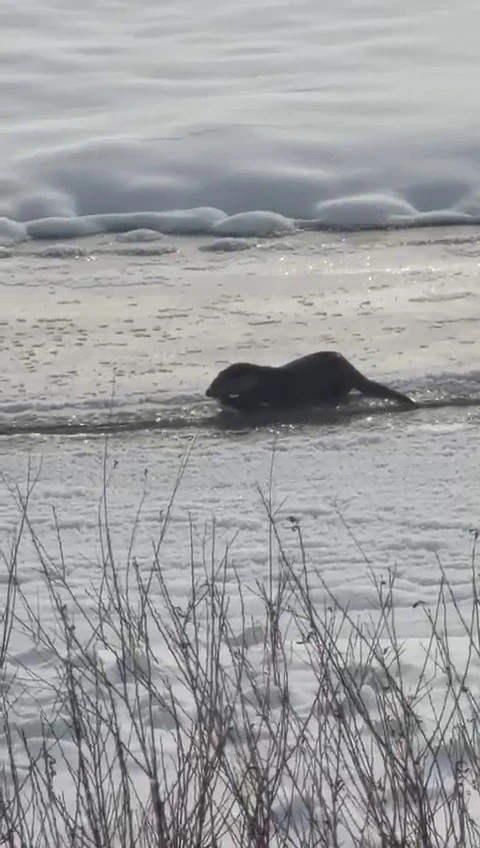 Murat Nehri&rsquo;nde su samurları g&ouml;r&uuml;nt&uuml;lendi
