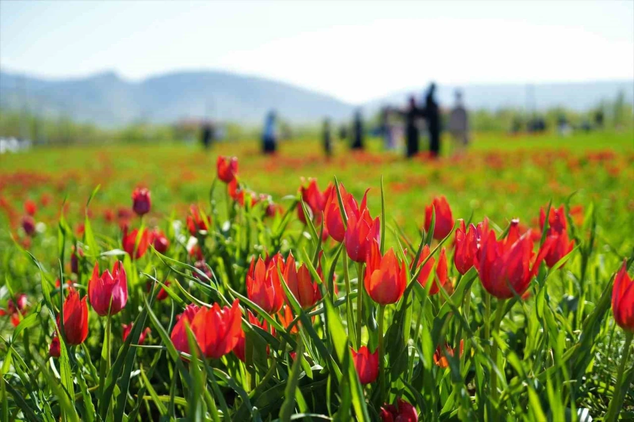 Muş’ta 20 günlük &quot;lale devri&quot; başladı
