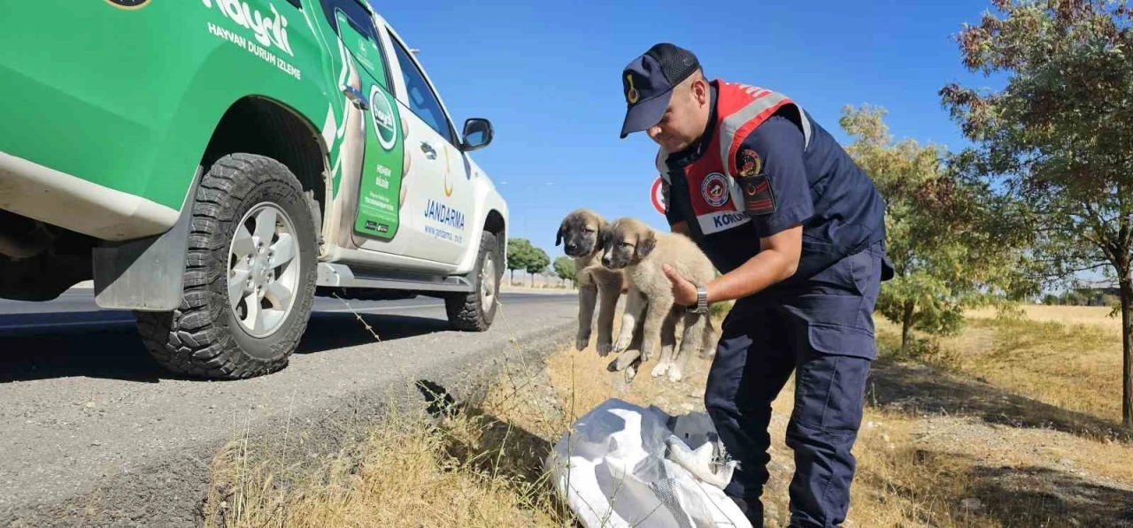 Muş’ta jandarma ekipleri çuval içerisinde yavru köpekler bulundu

