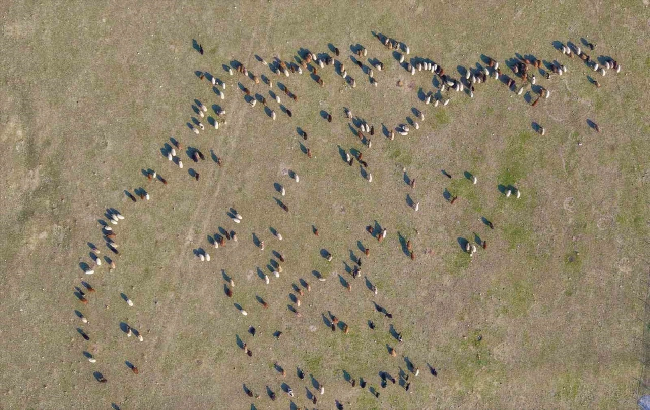 Muş’ta kar yağmayınca yem giderleri azaldı
