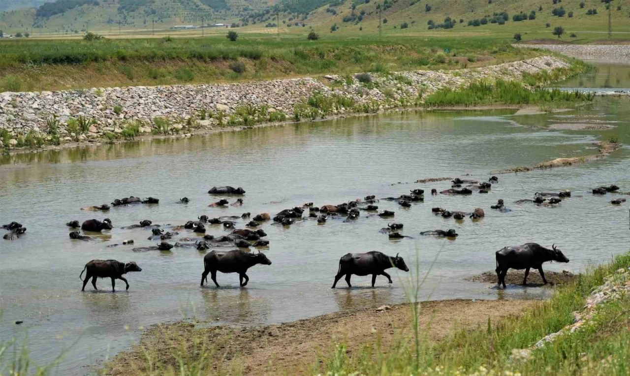 Muş’ta mandalar serin suya girerek hastalıklara karşı kendini koruyor
