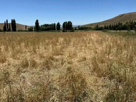 Muş’ta yaban domuzları ekili araziyi talan etti
