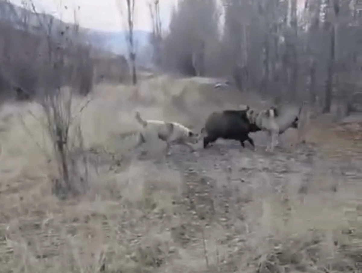 Muş&rsquo;ta yaban domuzu ile &ccedil;oban k&ouml;peklerinin kovalamacası kamerada
