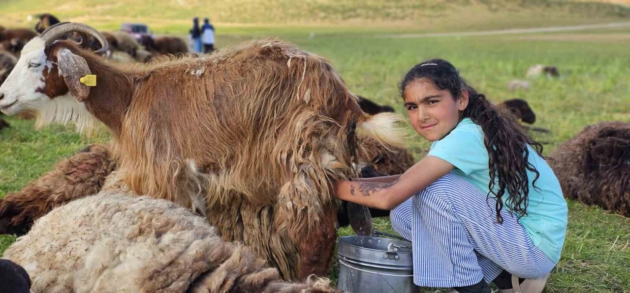 Muş&rsquo;ta yayla mesaisi başladı: Lezzetli s&uuml;t&uuml;n sırrı dağlarda saklı
