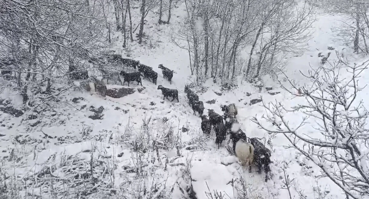 Muş&rsquo;un y&uuml;ksek rakımlı k&ouml;ylerde kar etkili oldu, besiciler zor anlar yaşadı
