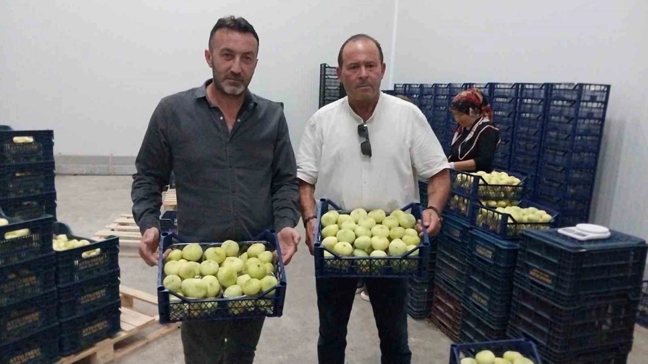 Mut beyaz inciri ihracata gidiyor
