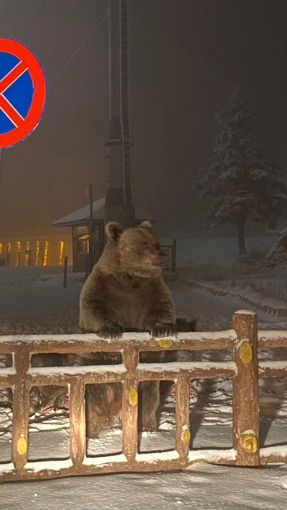 UYKUSUZ AYILAR  MAHALLEYİ UYUTMADI