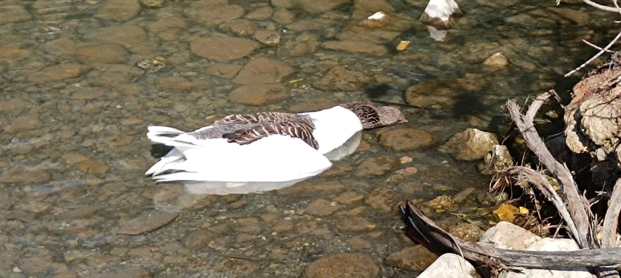 AKYAKA AZMAK NEHRİ’NDE KUŞ GRİBİ ALARMI! KAZ ÖLÜMLERİNİN NEDENİ BELLİ OLDU