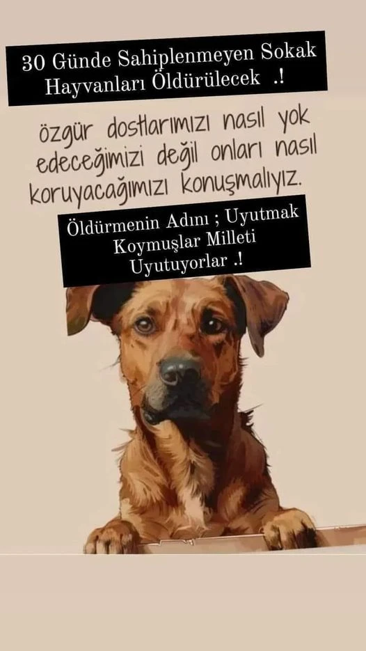 SOKAK DOSTLARI İÇİN TÜRKİYE AYAKTA