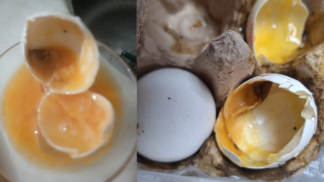 MARMARİS’TE ORGANİK YUMURTADAN SKANDAL ÇIKTI!