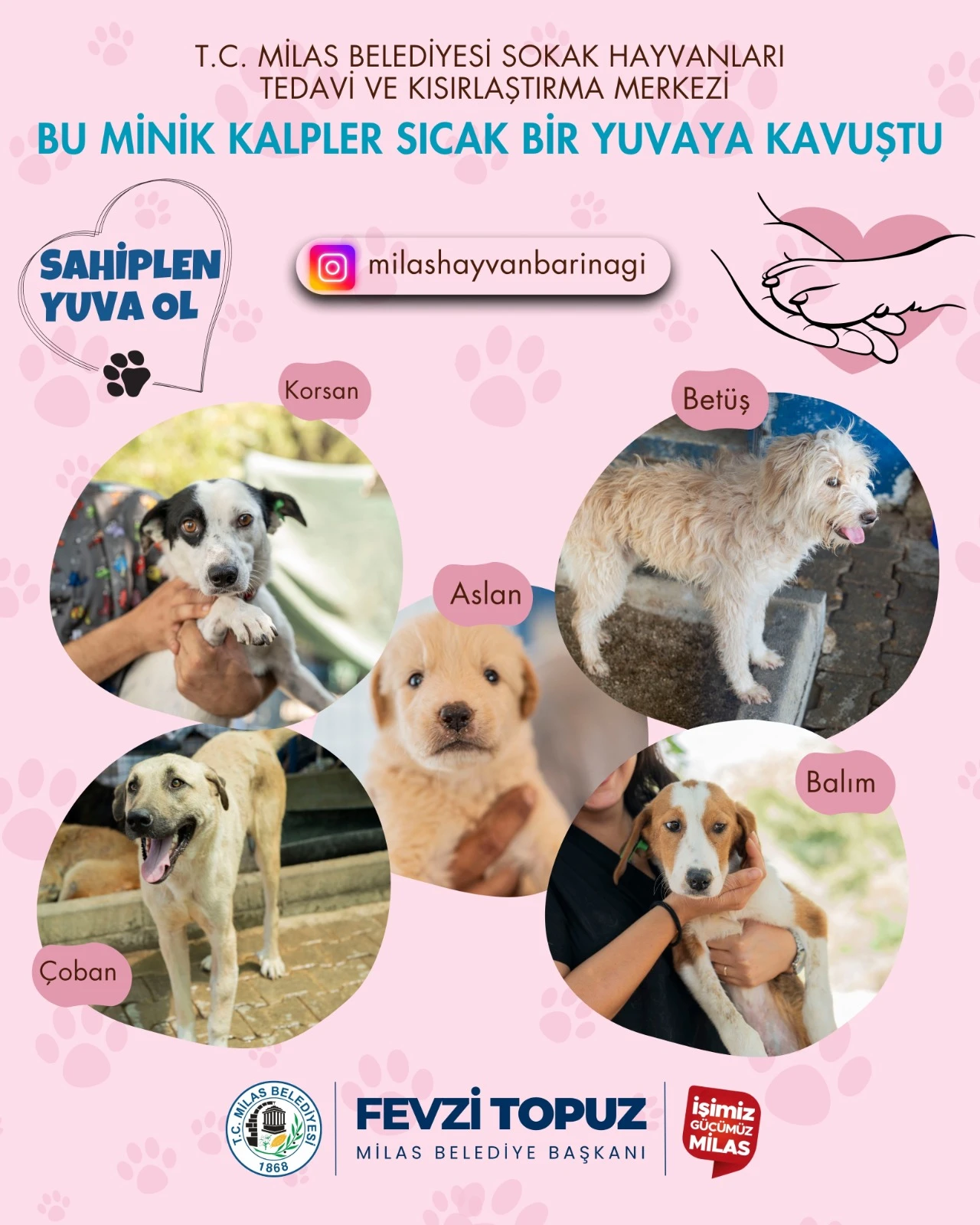 SEVİMLİ DOSTLARIMIZ SICAK YUVALARINA KAVUŞUYOR