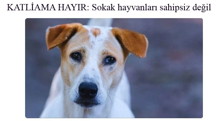 KATLİAMA HAYIR SOKAK HAYVANLARI SAHİPSİZ DEĞİL