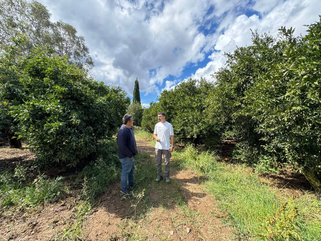 BODRUM’DA ZEYTİN HASADI BAŞLADI