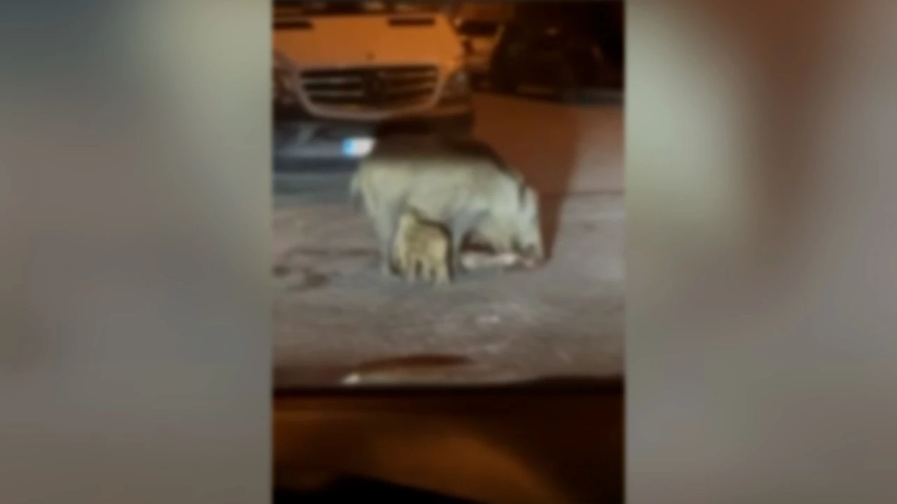 YABAN DOMUZU SOKAK ORTASINDA KEDİ PARÇALADI 