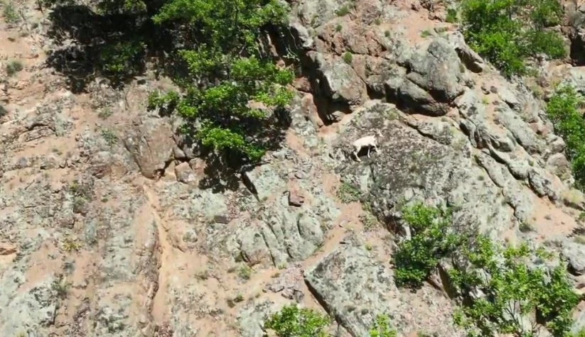 Nadir rastlanılan beyaz dağ keçisi kendisini Artvin’de gösterdi
