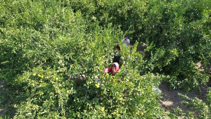 Narenciyede iş&ccedil;i sıkıntısı
