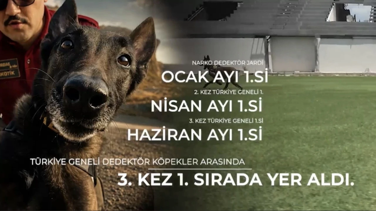 Narkotik k&ouml;peği &lsquo;Jardi&rsquo; &uuml;&ccedil;&uuml;nc&uuml; kez zirvede
