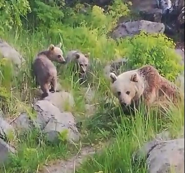 Nemrut Kalderası’nın maskot ayıları yeniden ortaya çıktı

