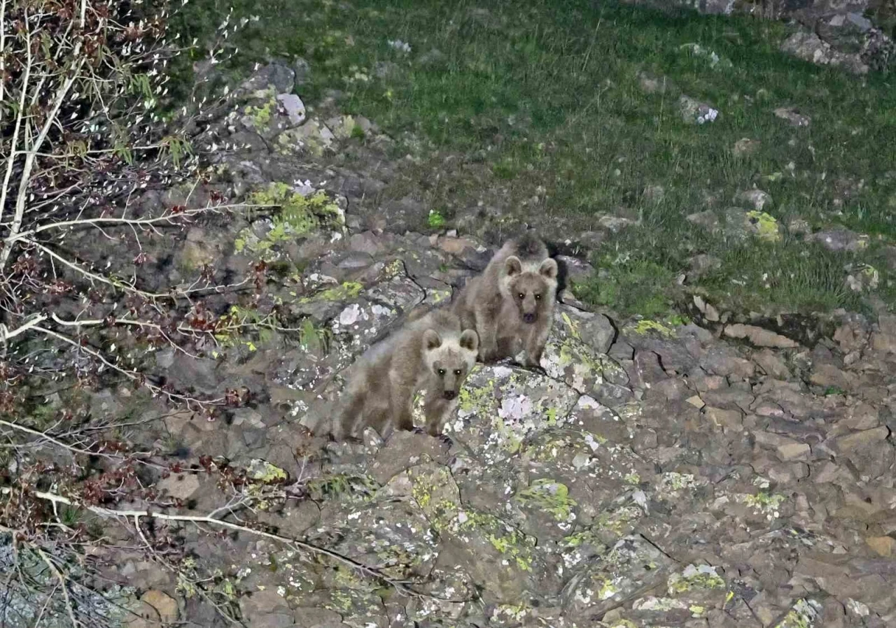 Nemrut’un maskot ayıları kış uykusundan uyandı
