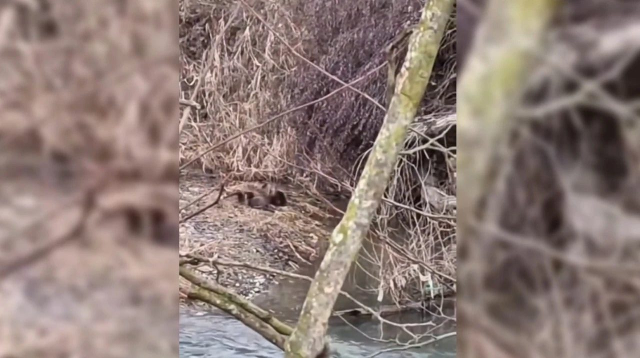 Nesli tehlike altında olan yavru su samurları Sinop&rsquo;ta g&ouml;r&uuml;ld&uuml;
