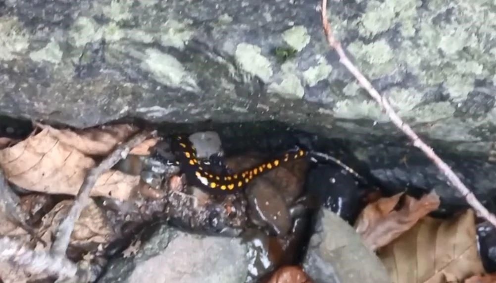 Nesli tehlike altındaki Kafkas semenderi Şavşat&rsquo;ta g&ouml;r&uuml;nt&uuml;lendi
