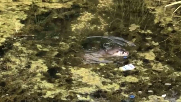 Nesli t&uuml;kenme tehdidine yakın olan su samuru G&ouml;lc&uuml;k&rsquo;te g&ouml;r&uuml;nt&uuml;lendi
