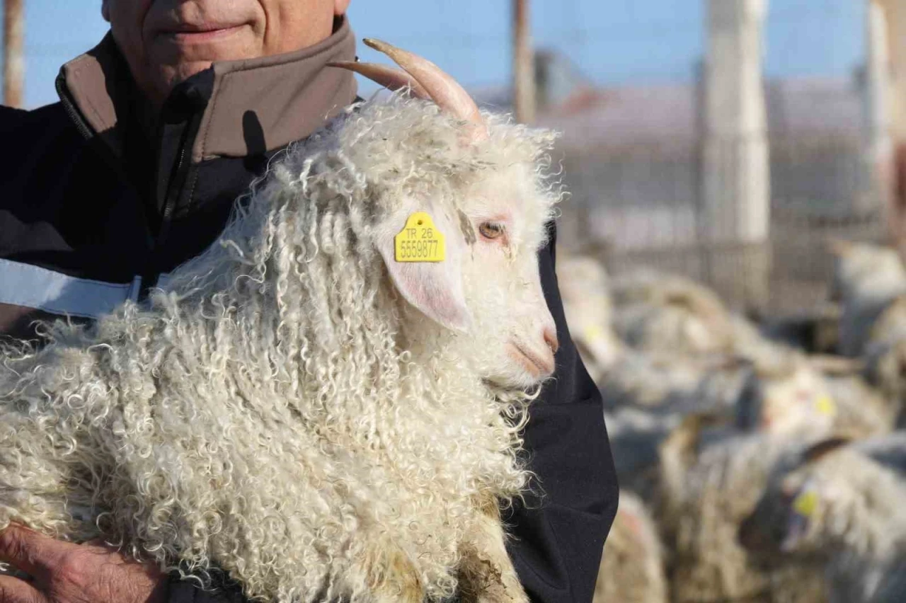 Nesli t&uuml;kenme tehlikesi altında olan bin 200 Ankara ke&ccedil;isine g&ouml;zleri gibi bakıyorlar

