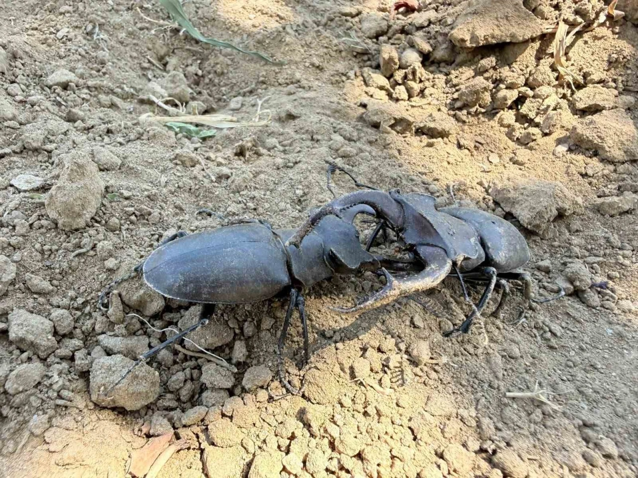 Nesli t&uuml;kenme tehlikesi altındaki geyik b&ouml;ceği G&ouml;rdes&rsquo;te g&ouml;r&uuml;ld&uuml;
