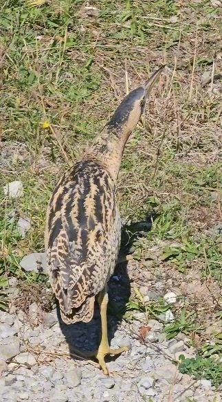 Nesli tükenmekte olan Güney Amerika balabanı Artvin’de görüldü