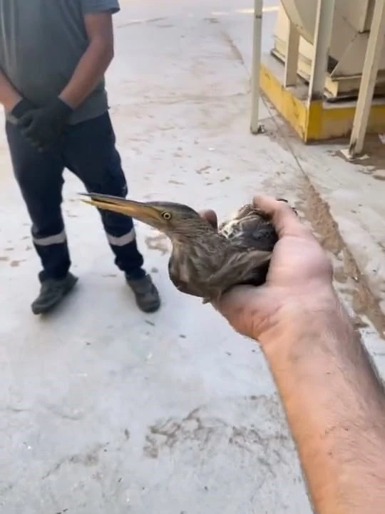 Nesli t&uuml;kenmekte olan kuşu doğaya saldılar
