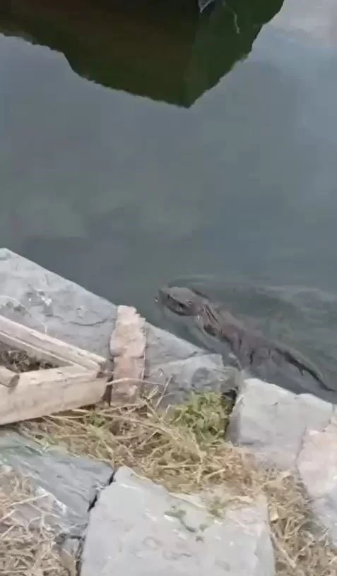 Nesli tükenmekte olan su samuru Küçükçekmece’de görüldü