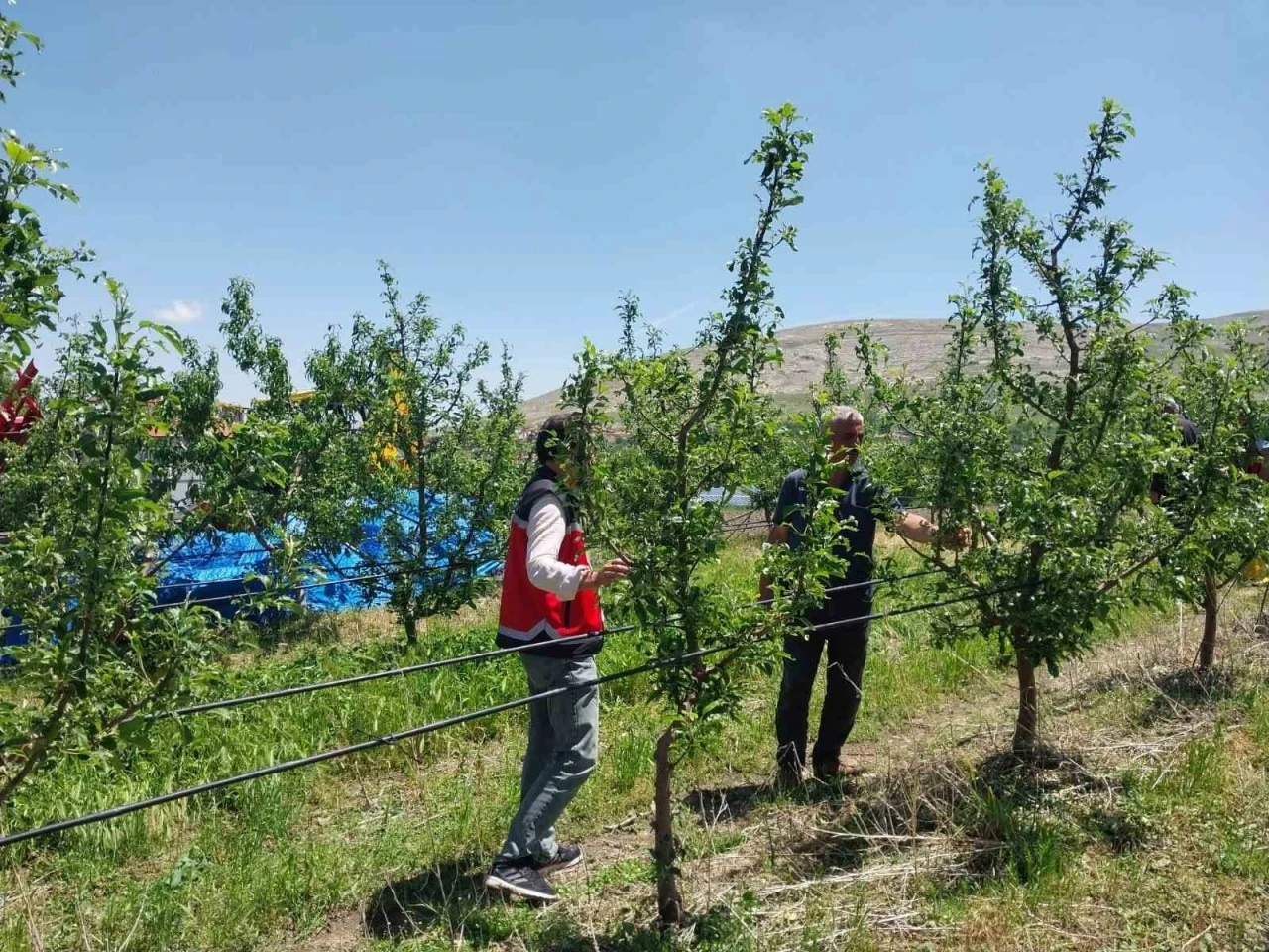 Niğde’de dolu ve sağanak tarım arazilerine zarar v