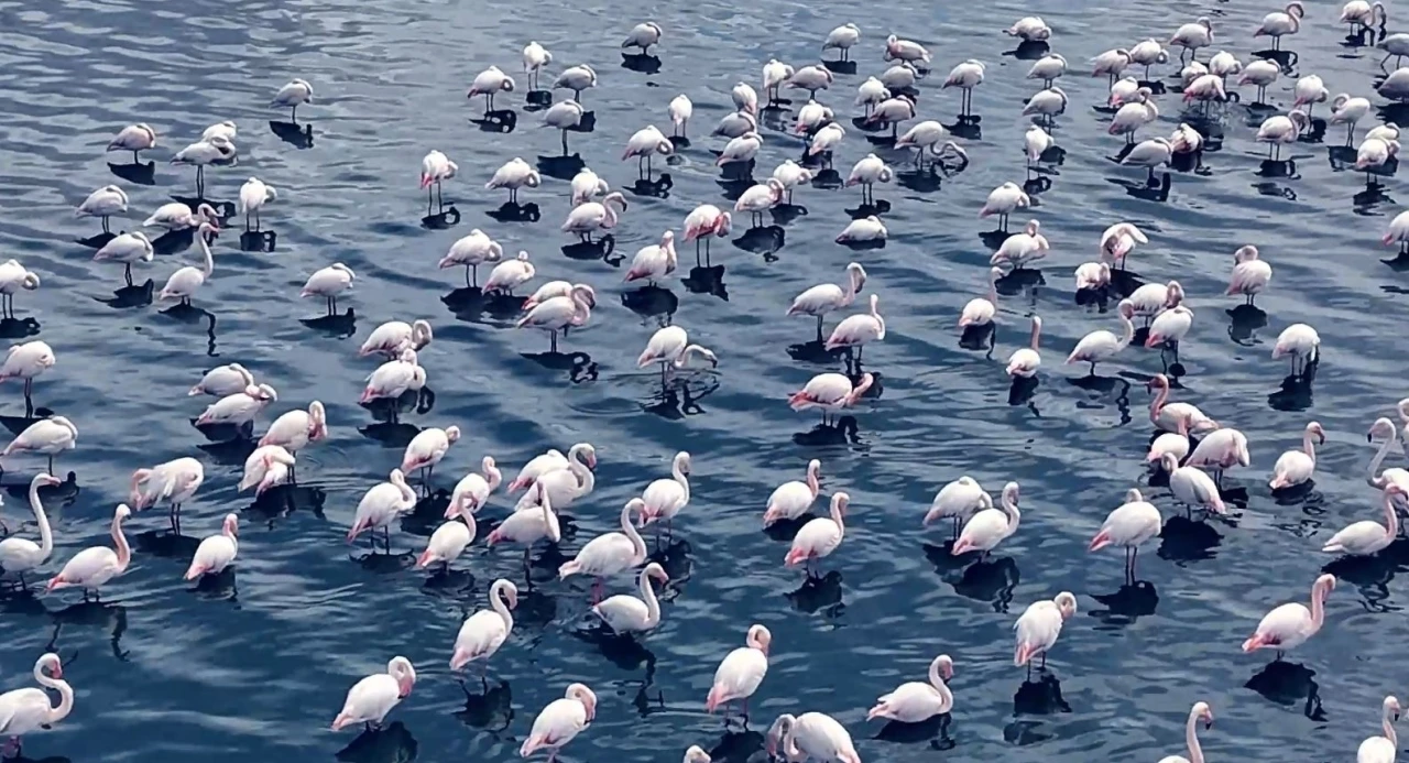 Niğde’de flamingoların görsel şöleni havadan görüntülendi