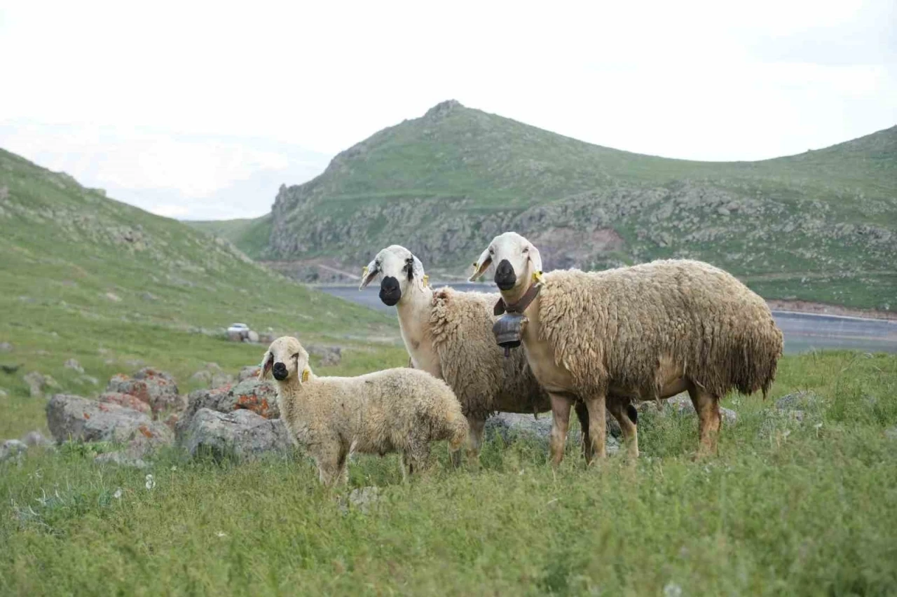 Niğde&rsquo;de k&uuml;&ccedil;&uuml;kbaş hayvancılığa dev destek

