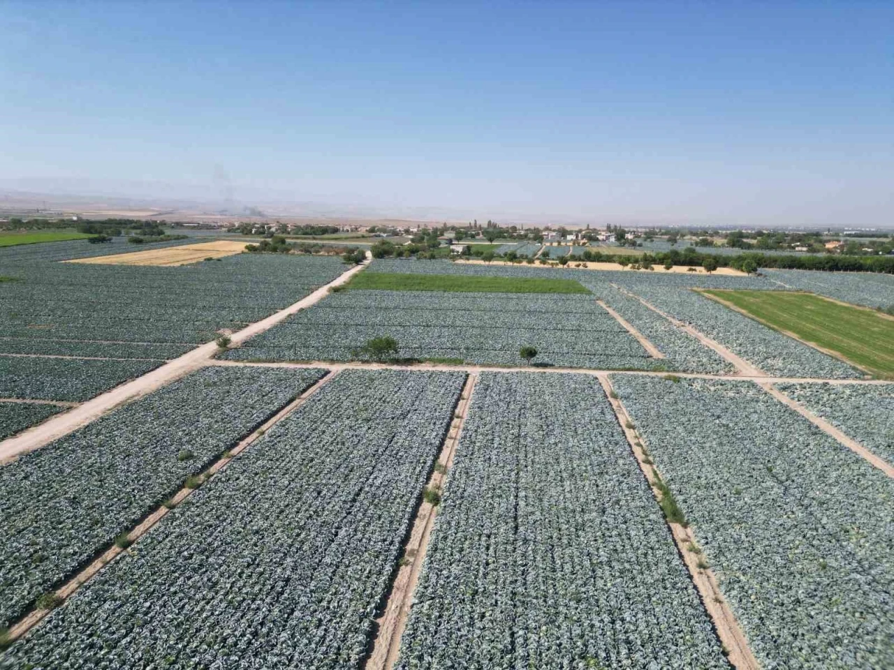 Niğde’de lahana tarlalarında pestisit denetimi yapıldı
