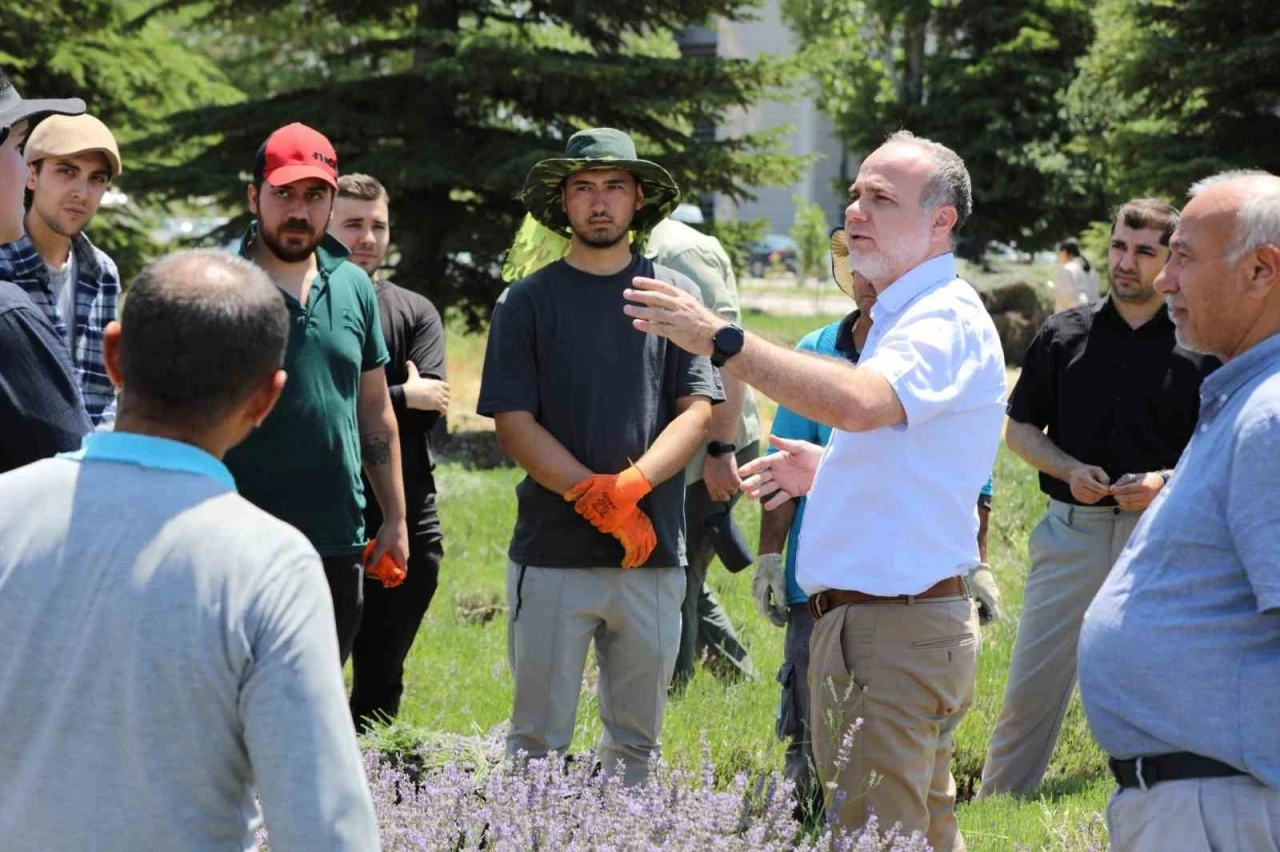 NÖHÜ’de lavanta hasadı yapıldı
