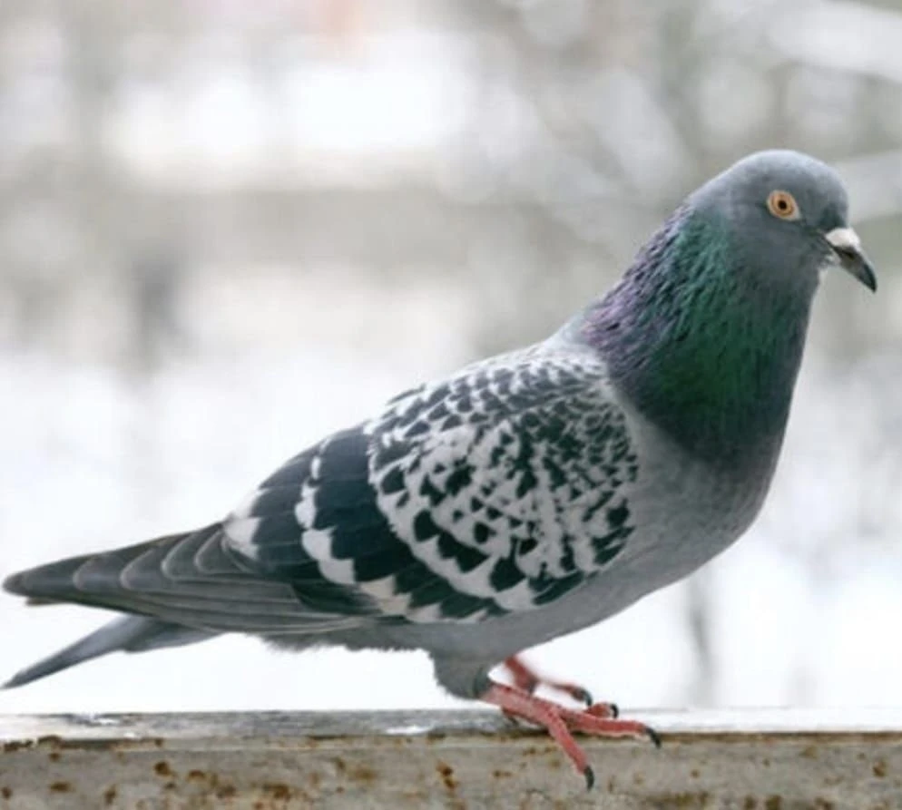 O anlar kamerada: Kasklı ş&uuml;pheli damdaki kuşları &ccedil;aldı
