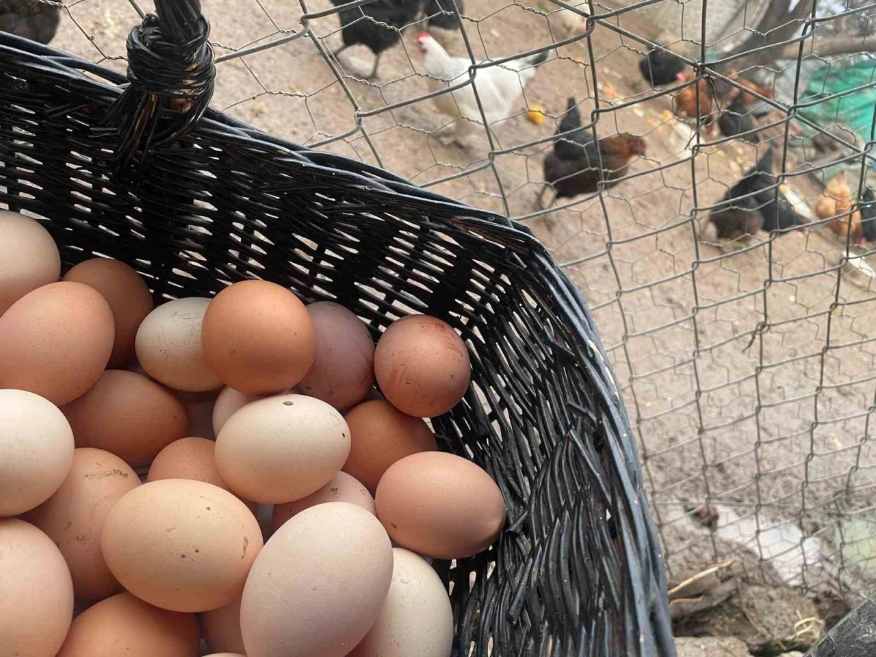 Okulların açılması yumurtayı "Mayıs çukuru"ndan kurtaracak
