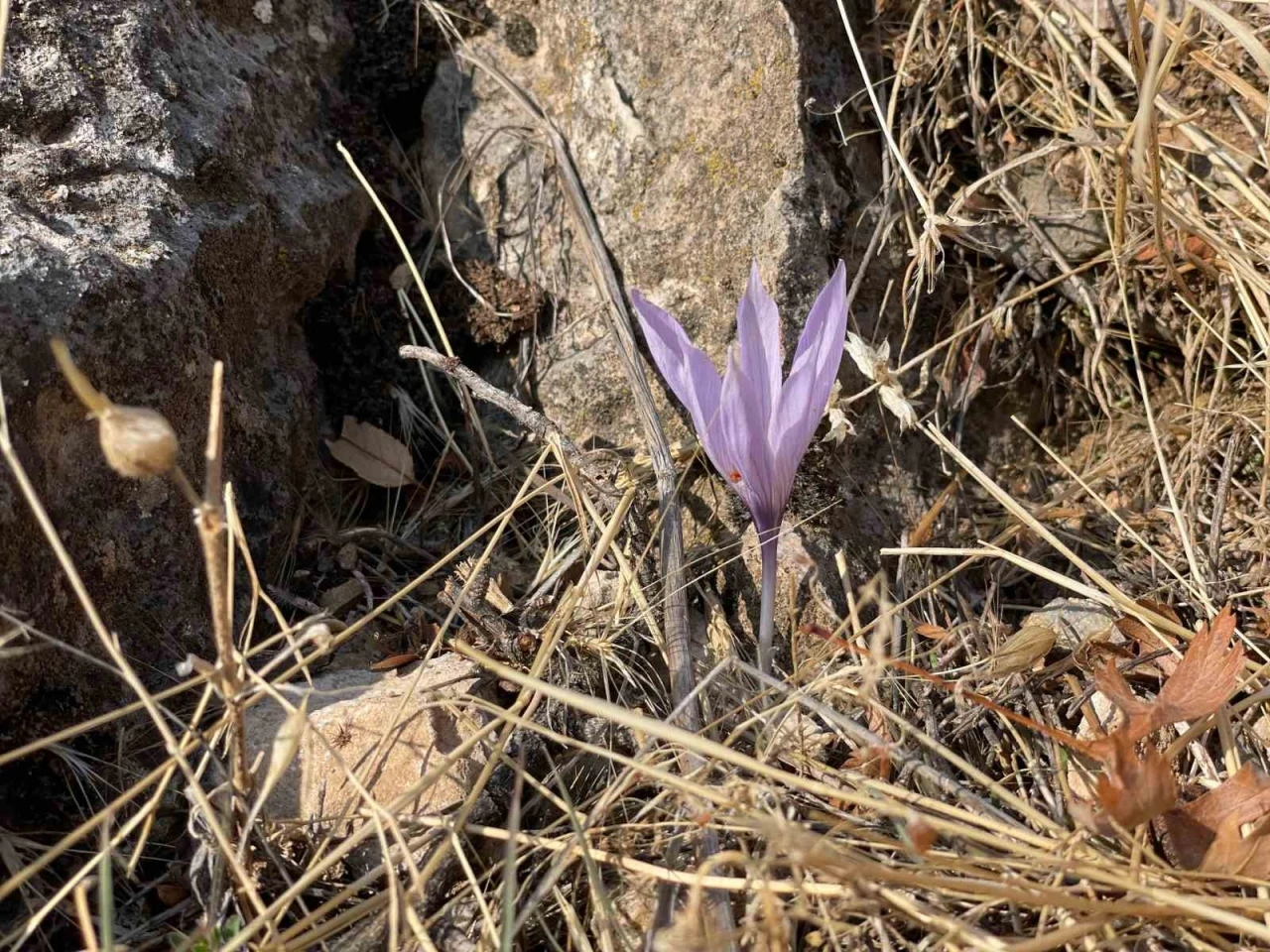 Ölbe Vadisi’nde sonbaharda nadir çiğdemler görüntülendi
