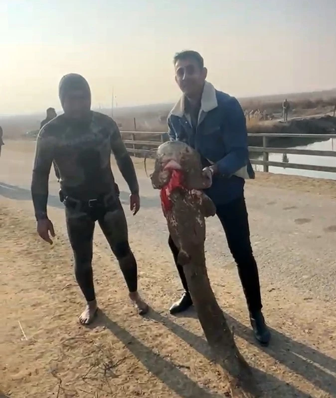 Olta yok, ağ yok: Karasu &Ccedil;ayı&rsquo;nda &ccedil;ıplak elle yayın balığı avı
