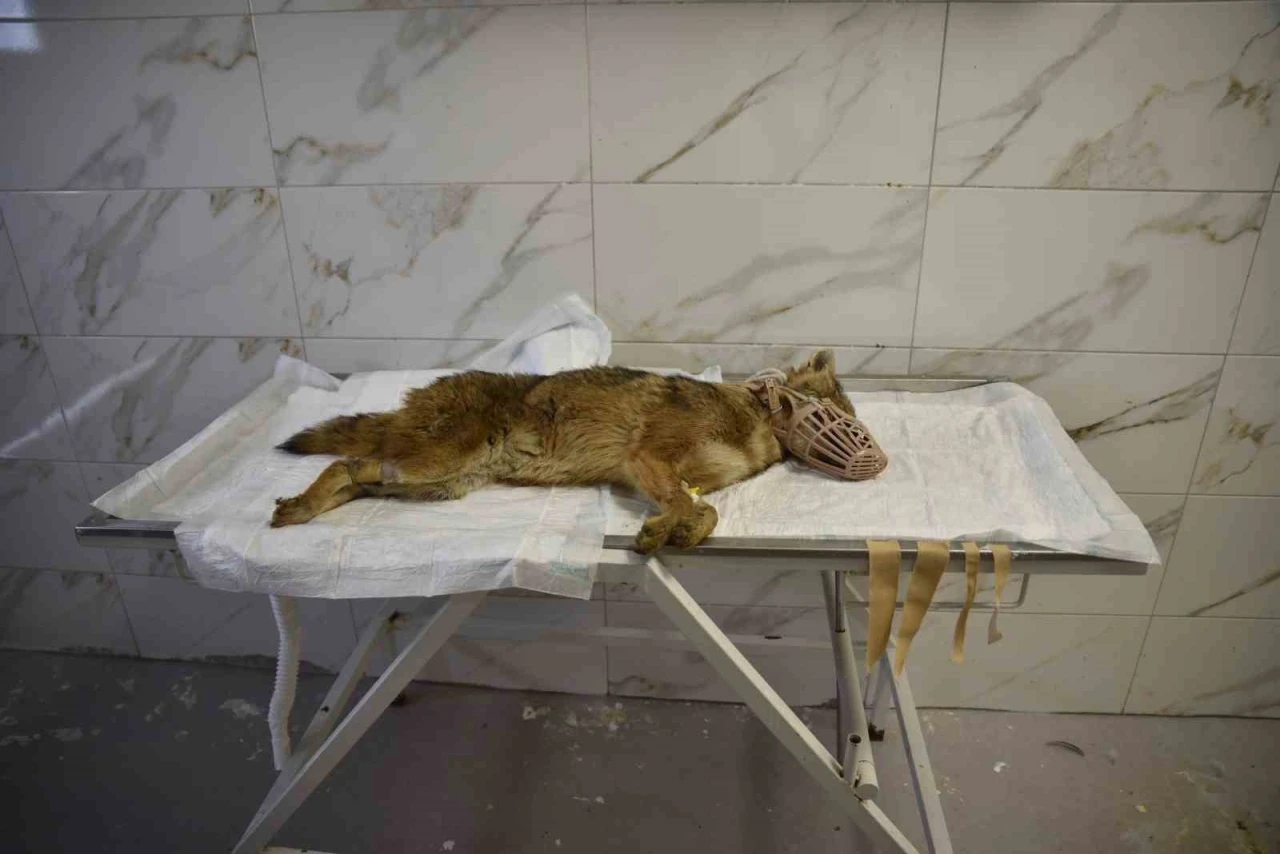 &Ouml;l&uuml;mc&uuml;l vir&uuml;se yakalanan &ccedil;akal tedavi ediliyor
