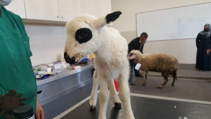 OM&Uuml; Hayvan Hastanesi 2025&rsquo;te 30 bin 842 hastaya hizmet verdi
