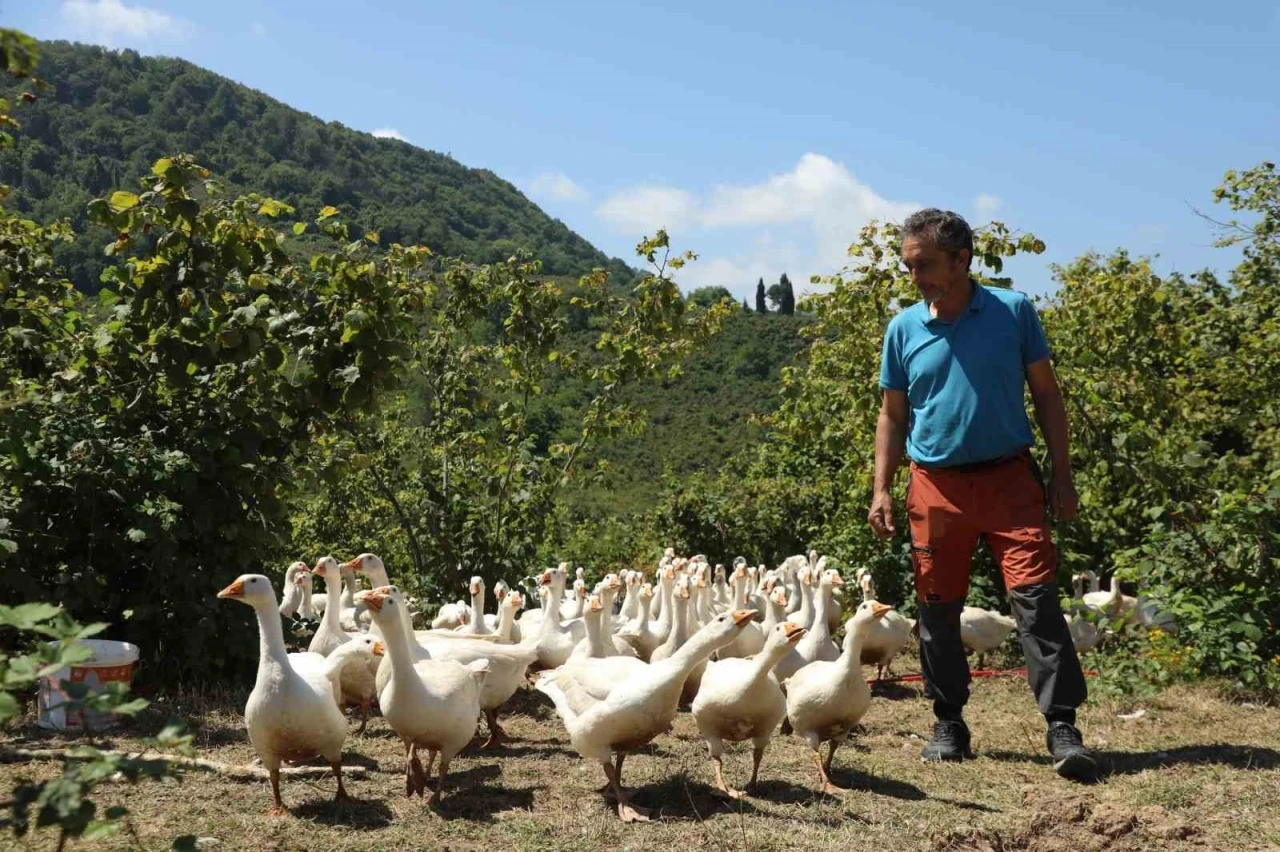 Ordu’da ‘alım garantili’ kaz yetiştiriciliği yaygınlaşıyor
