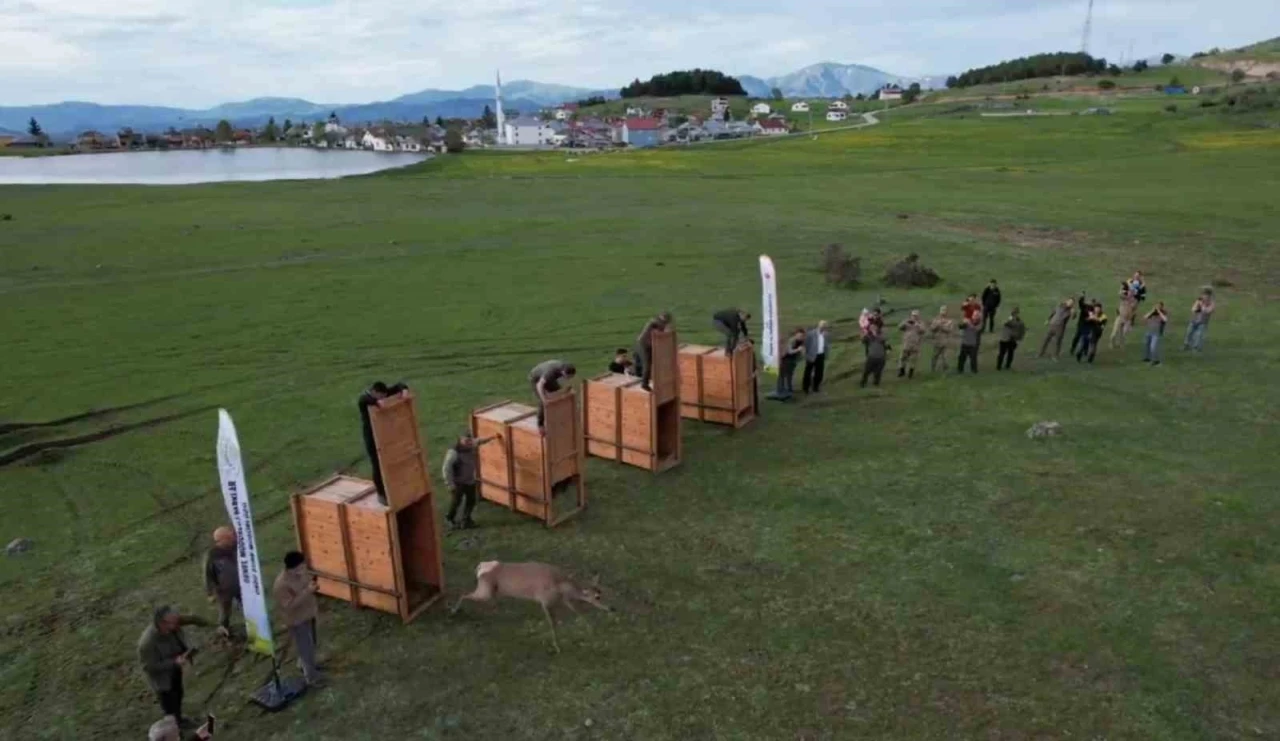 Ordu’da doğaya 13 kızıl geyik salınacak
