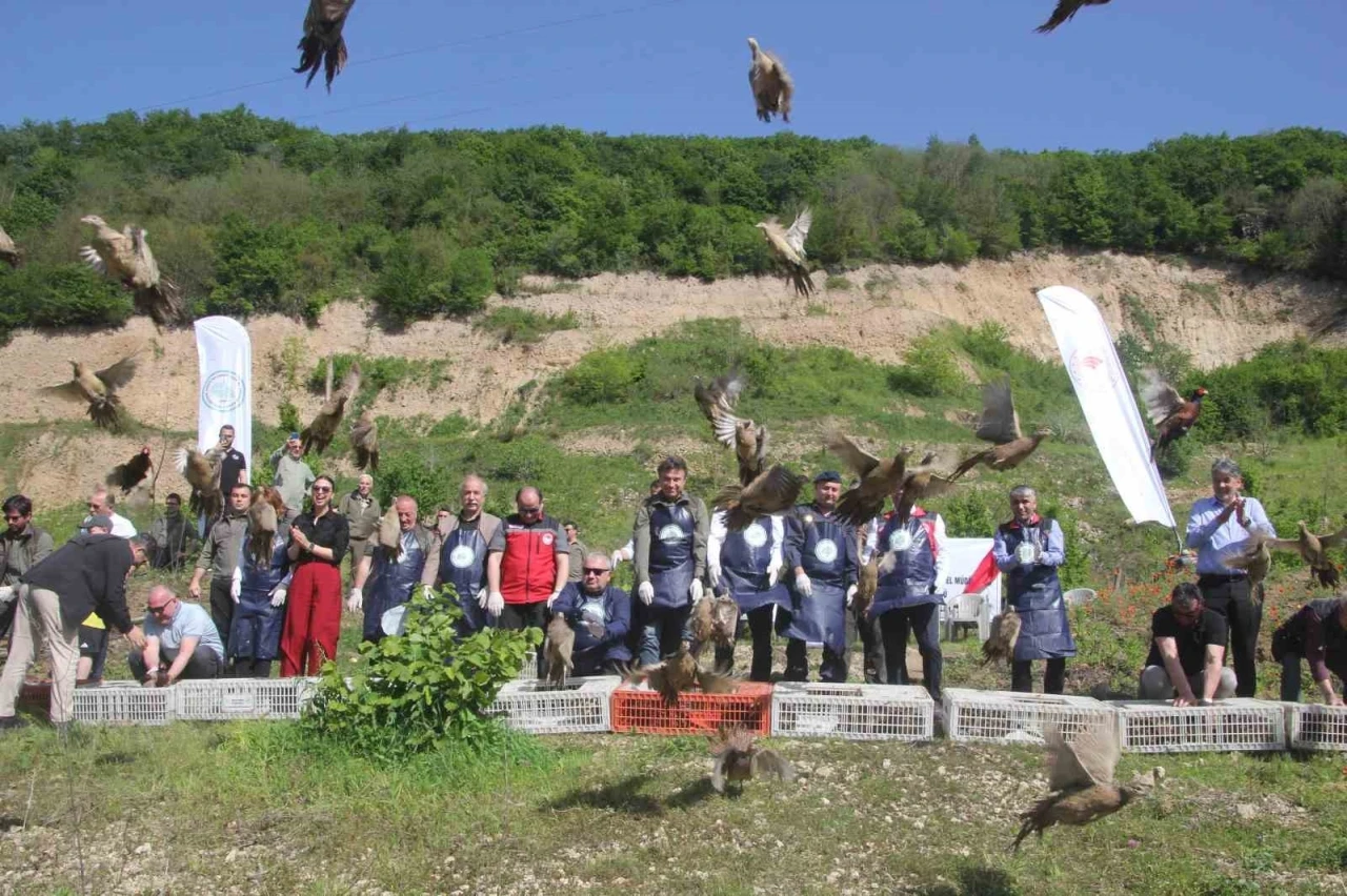 Ordu’da kokarcaya karşı sülün
