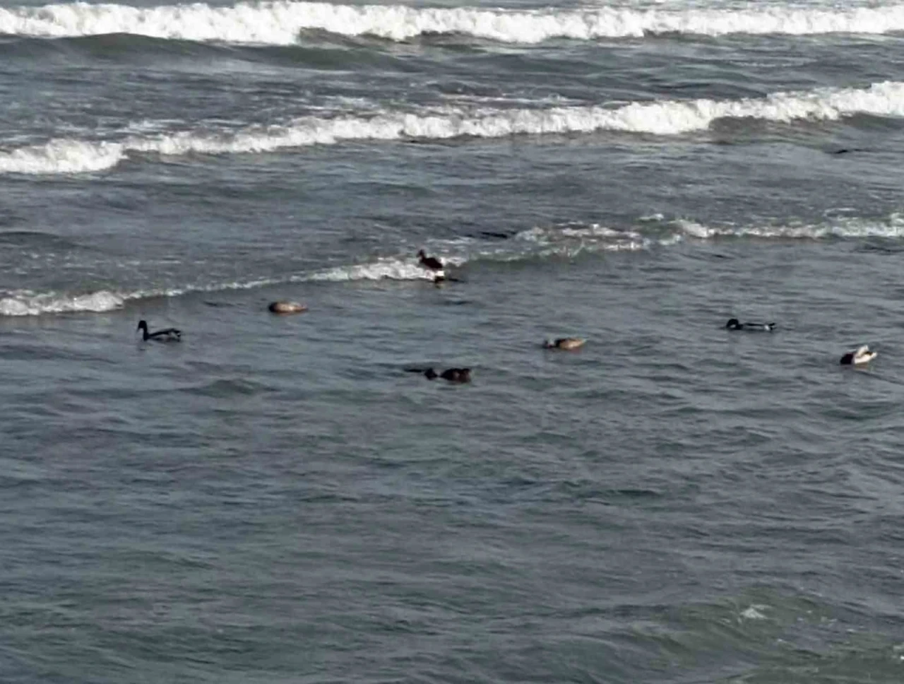 Ordu’da yaban ördekleri şöleni: 11 kuşluk sürü görüntülendi
