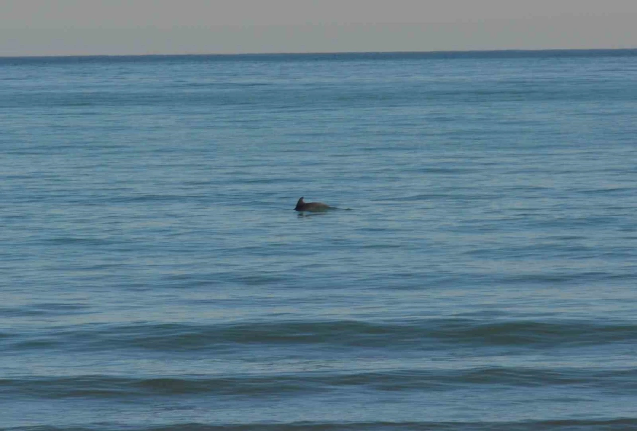 Ordu’da Yunus şöleni: Balık avı kameralara yansıdı