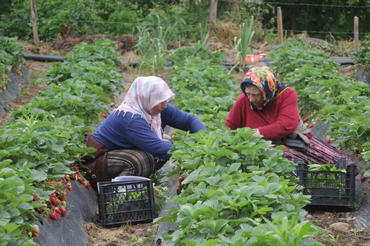 Ordu’nun çalışkan kadınları çilek hasadında
