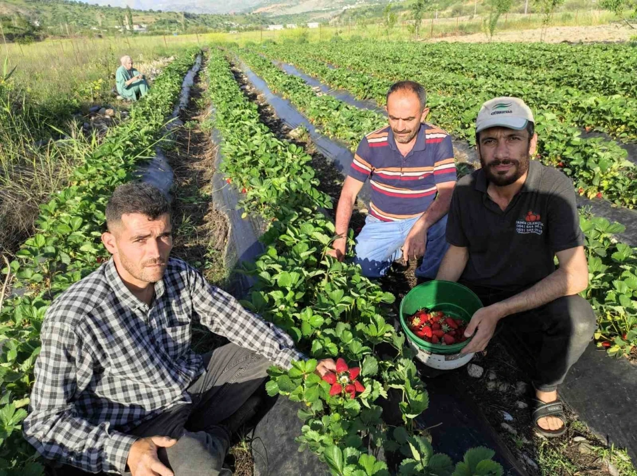 Organik Sason çileğinde hasat başladı
